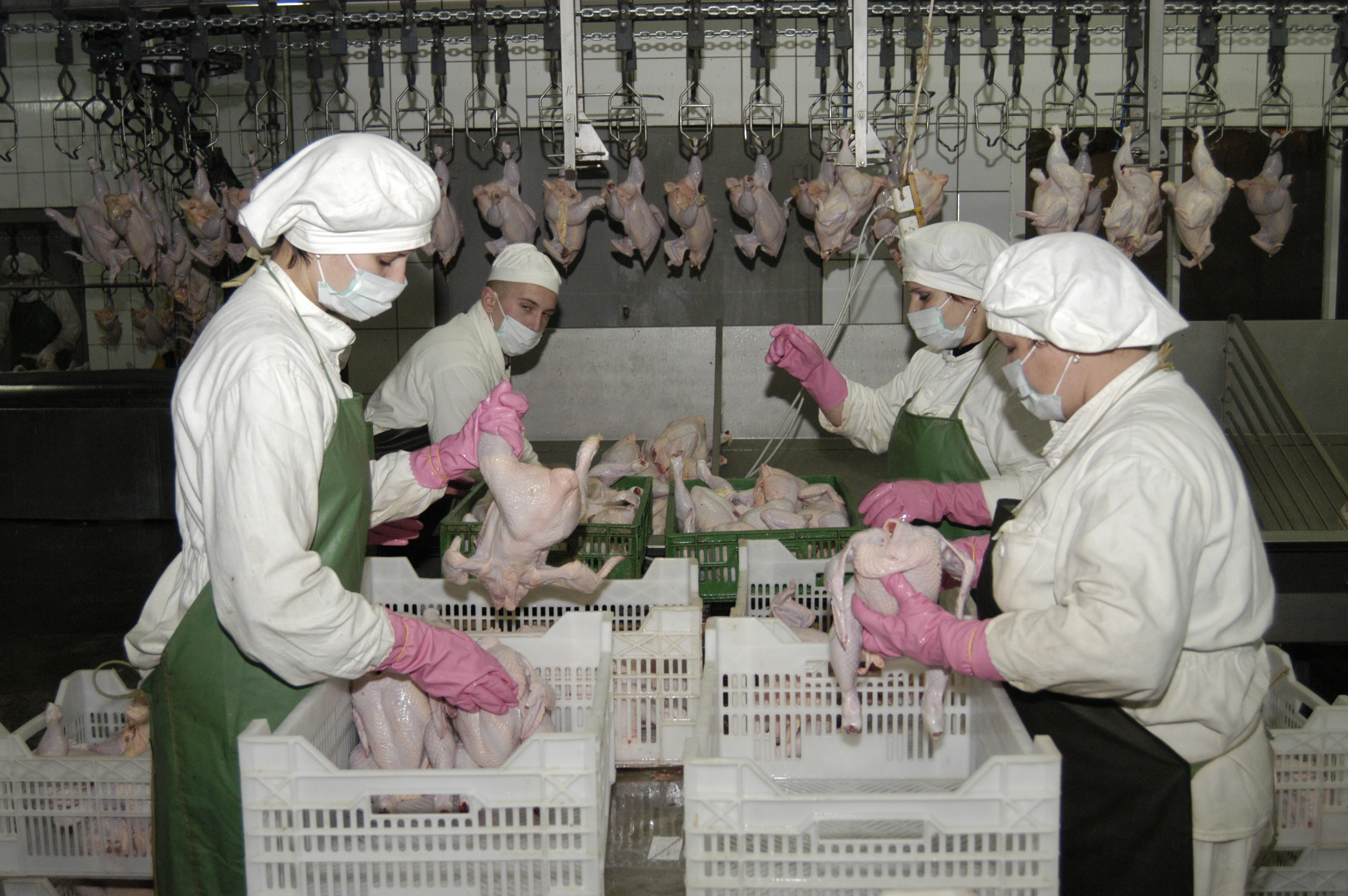 Українська курятина може завоювати ринки європейських країн. Фото Володимира ЗАЇКИ