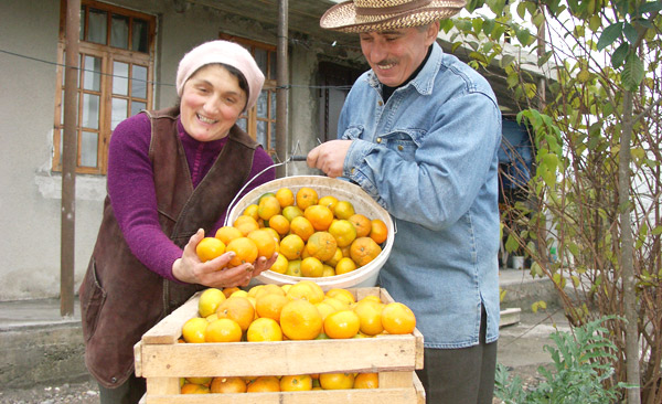 Мандарини були і є стратегічним продуктом грузинського експорту. Фото з сайту e1.ru