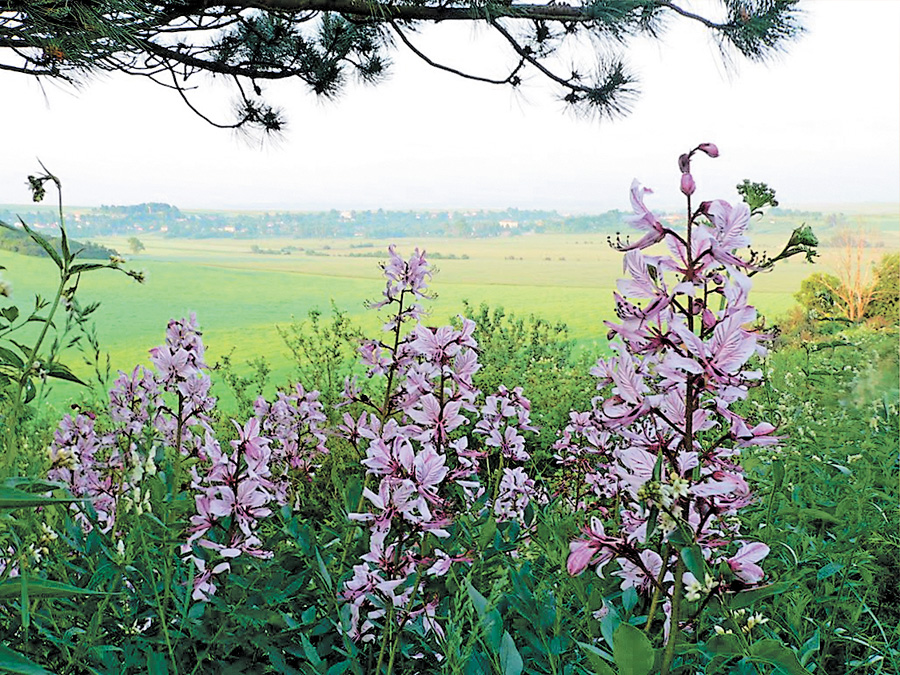 Ці пейзажі збереглися завдяки ботаніку Шаферу та землевласнику Федоровичу. Фото з сайту panoramio.com