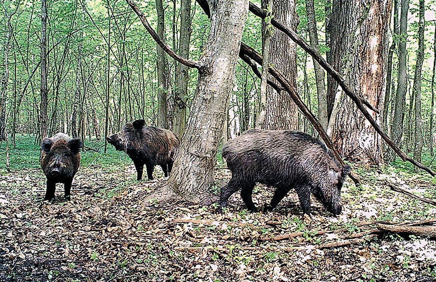 Диких свиней у Врадіївському лісі утримують у вольєрі площею 22 гектари. Фото управління лісового та мисливського господарства