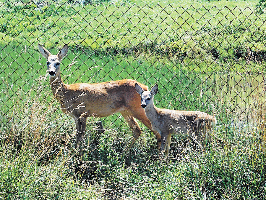 Двомісячні козулята вже стрімко бігають вольєром, але ще не відходять від своєї мами-козулі. Фото надане автором