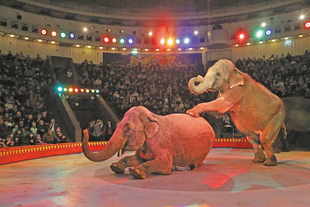 У світі слонів, які вміють стояти на двох ногах, — одиниці