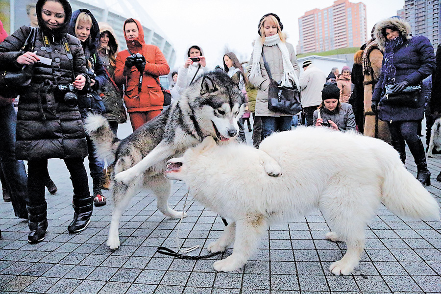 Один сірий, другий білий — два веселих собаки