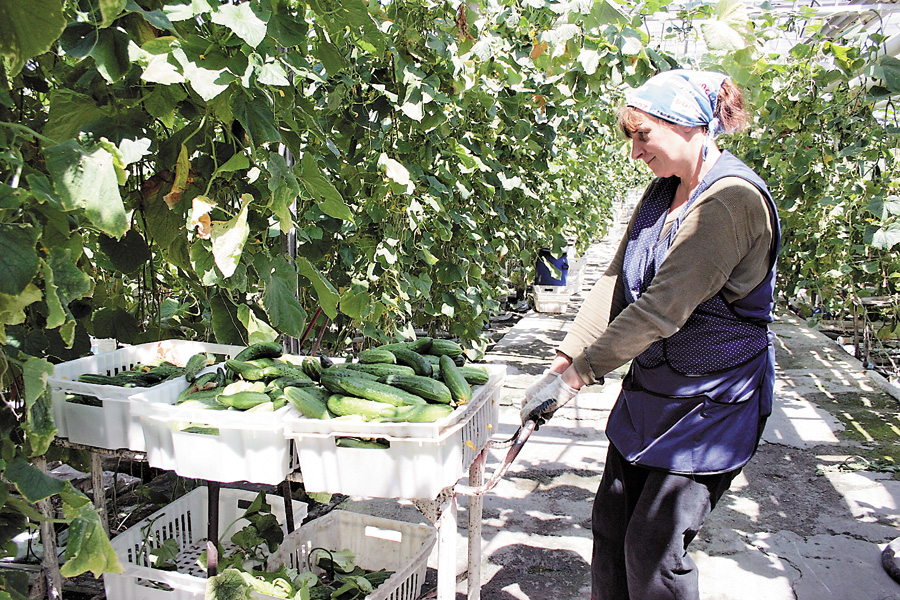 Основними видами рослинної продукції, яка потрапила під заборону постачання з України до РФ, стали овочі, зокрема огірки. Фото Oлександра ЛЕПЕТУХИ