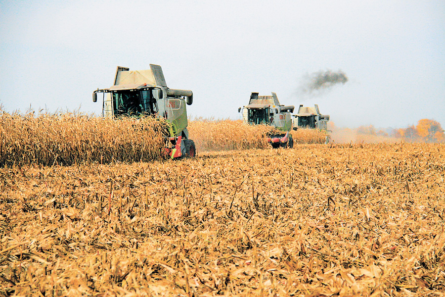У минулому році в «Агрофорті» зібрали по 90 центнерів кукурудзи з гектара. 