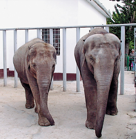 Слону Аун Нейн Лею та його подрузі Тенді (ліворуч)  раціон було відновлено. Фото з сайту zoo. kharkov.ua