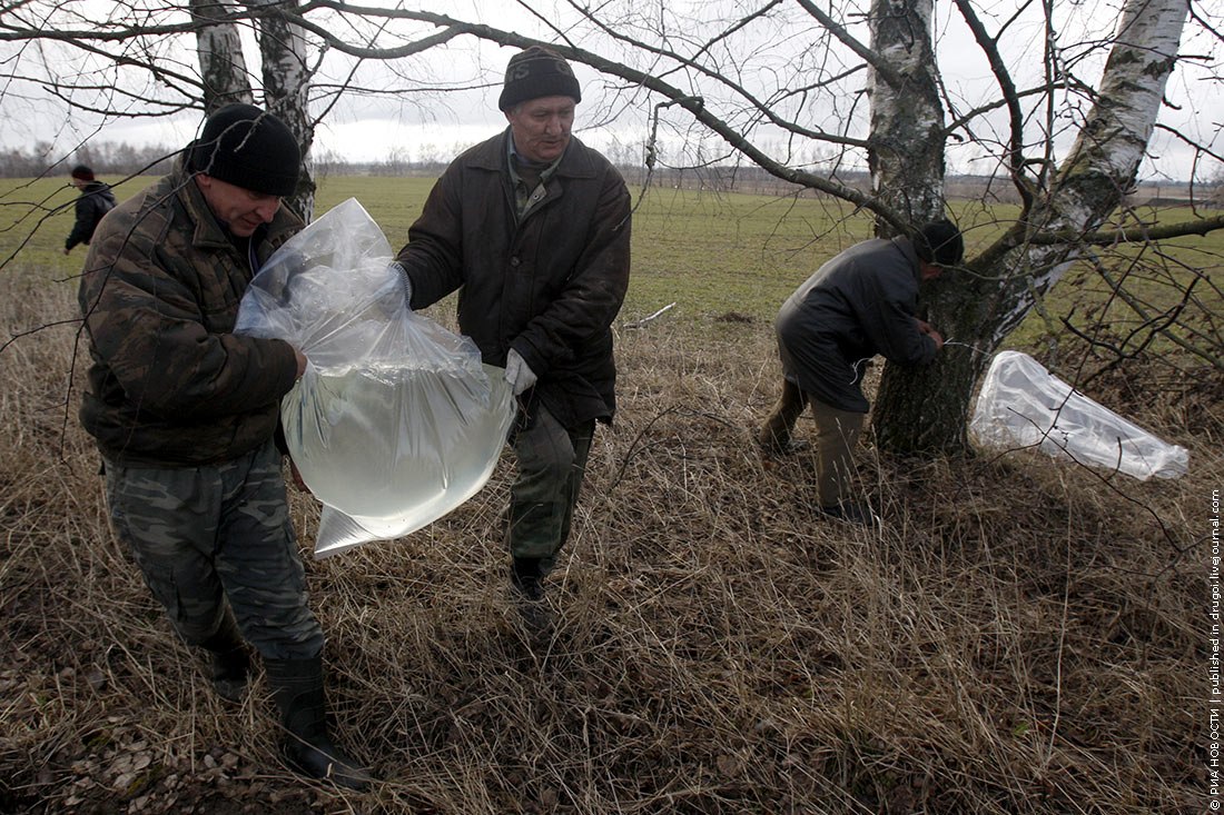 На Поліссі зараз активно заготовляють корисний березовий сік. фото з сайту beresta.by