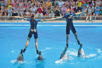 Під час шоу люди і дельфіни діють як злагоджена команда