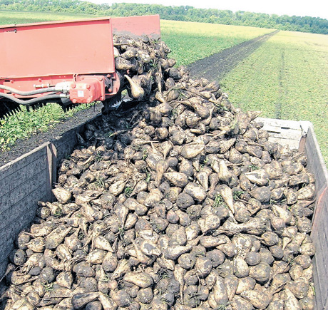 В області сподіваються на непоганий урожай цукрових буряків. Фото з сайту agronews.ua