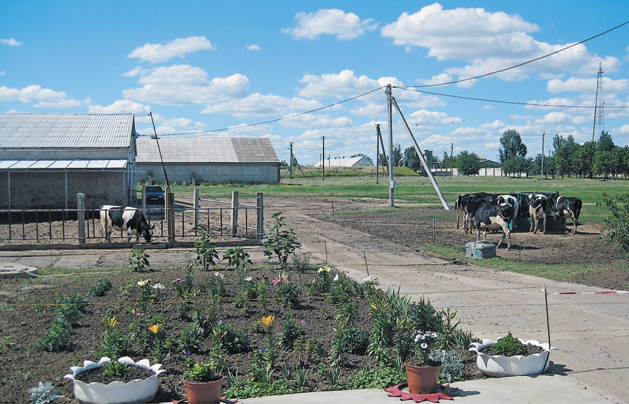 Перша в Україні навчальна кооперативна ферма СП «Молочарське» працює за новими технологіями у чистоті та порядку. Фото автора