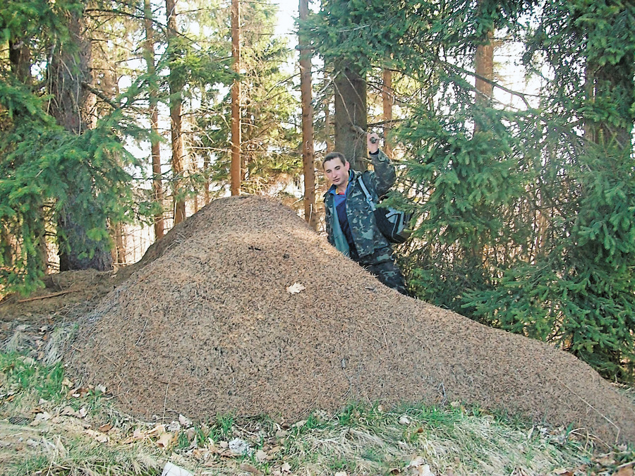 Богдан Біляк із власного досвіду знає, наскільки мурашники цікаві для туристів. Фото автора