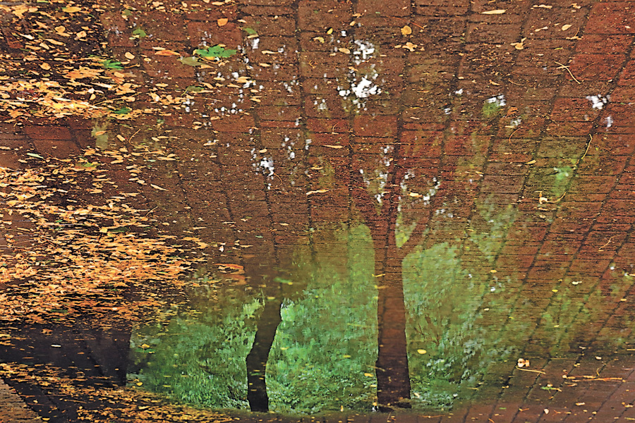Хто бажає, той і в осінній калюжі розгледить прекрасне… Фото Світлани СКРЯБІНОЇ
