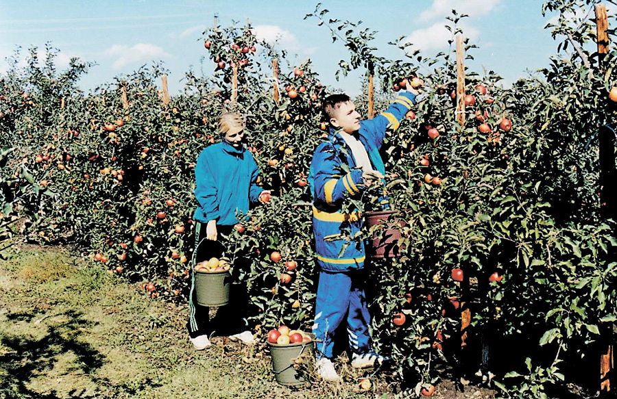 Цього року врожай яблук щедрий. Фото з сайту udau.edu.ua