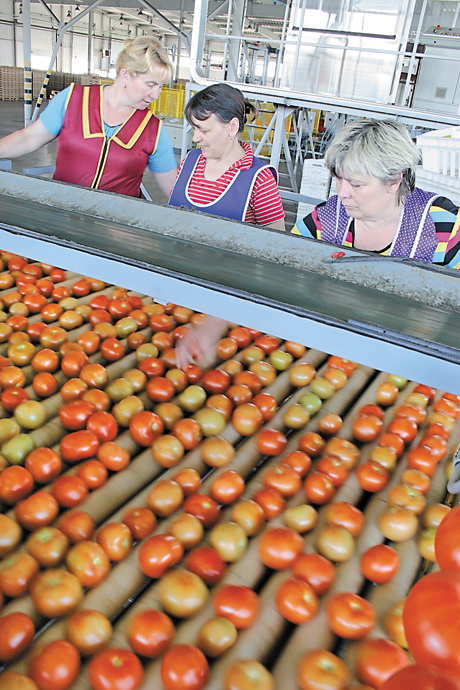 Виробники томатної пасти теж матимуть шанс на збільшення квот. Фото Oлександра ЛЕПЕТУХИ