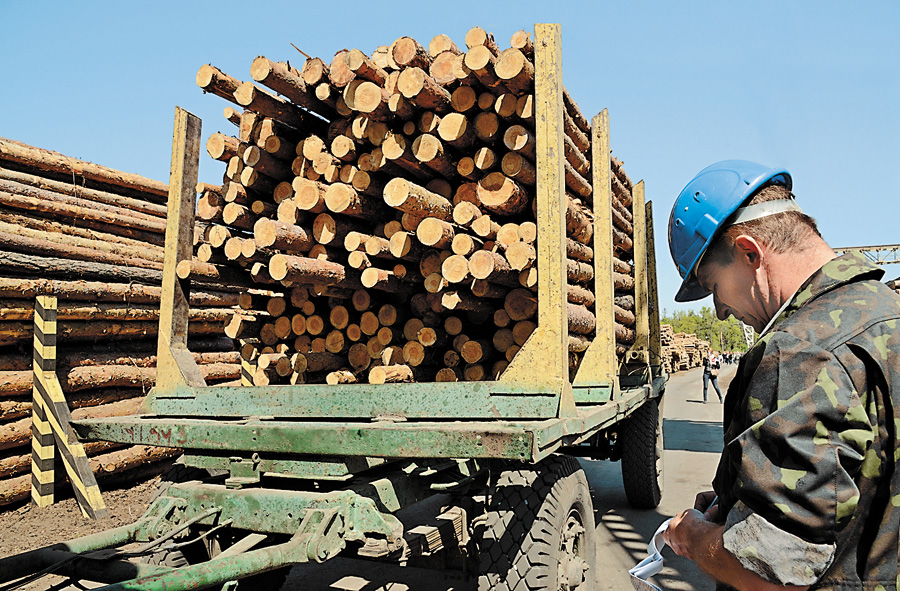 Доля цієї деревини залежить від рішення Президента. Фото Володимира ЗAЇКИ