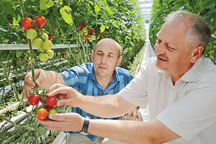 Досвід дає змогу головному агрономові комбінату Петрові Кирію (праворуч) вирощувати високі врожаї, яким аплодувала навіть Москва. Фото Володимира ЗАЇКИ