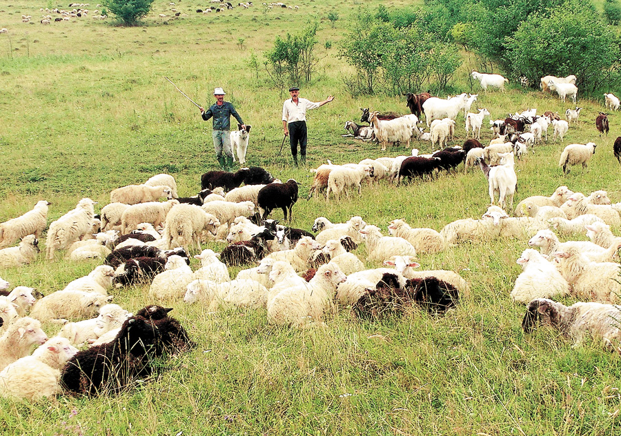 Пастухи ціле літо в горах, але не скаржаться: мають постійний заробіток удома, і не треба їхати хтозна-куди. Фото надане автором