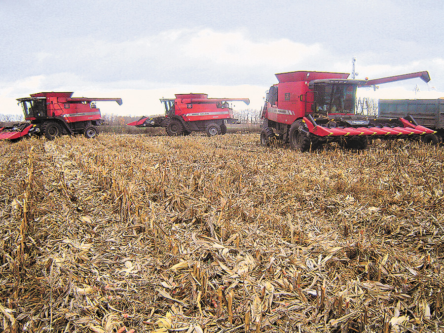 Кукурудзу збирають пізньої осені, і вона ставить підсумкову риску урожаю зернових у регіоні. Фото надане автором