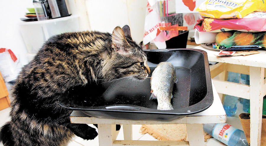 Найкращий експерт з якості їсти зіпсовану рибу ніколи не погодиться. Фото УНIAН