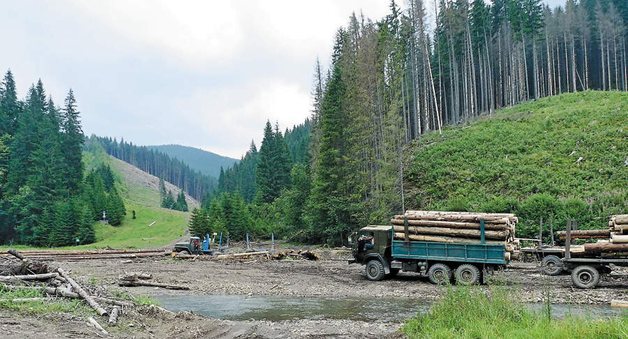 Слід відокремити податок на землю від ренти за ліс. Фото з сайту ekolohichnyysvit.com.ua