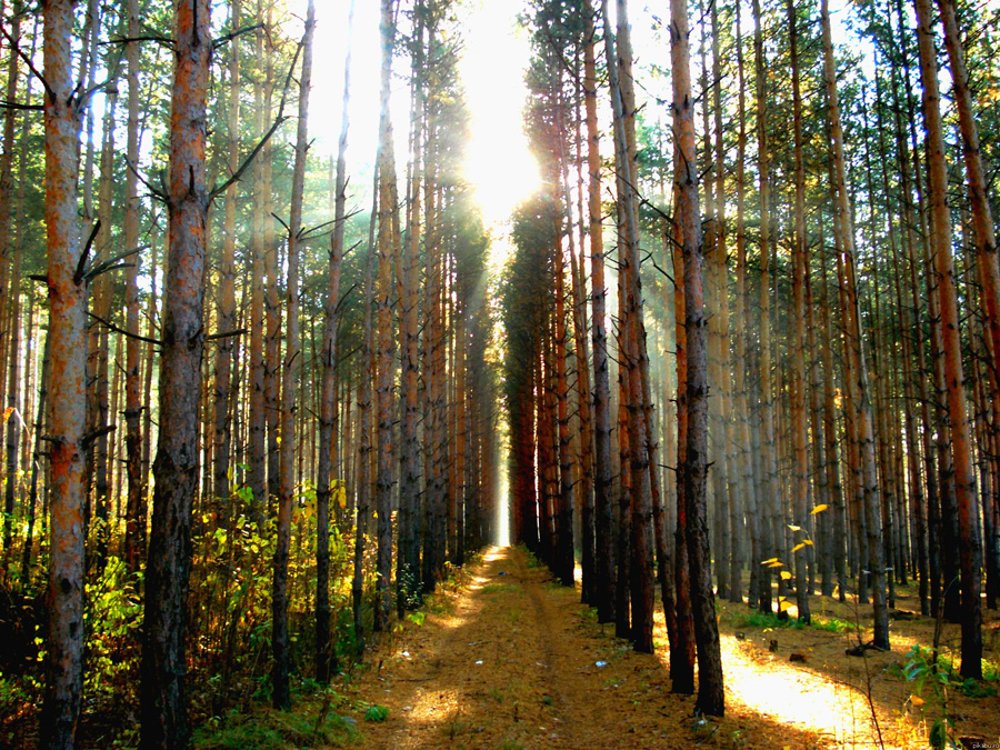 Однопорідний одновіковий штучно створений сосновий ліс — потенційна жертва короїда. Фото з сайту zn38.com 