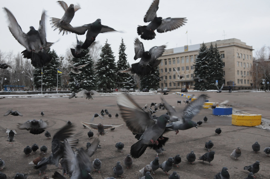 Центральну площу Краматорська атакують сьогодні голуби, а не міни. Місцеві жителі цьому раді.
