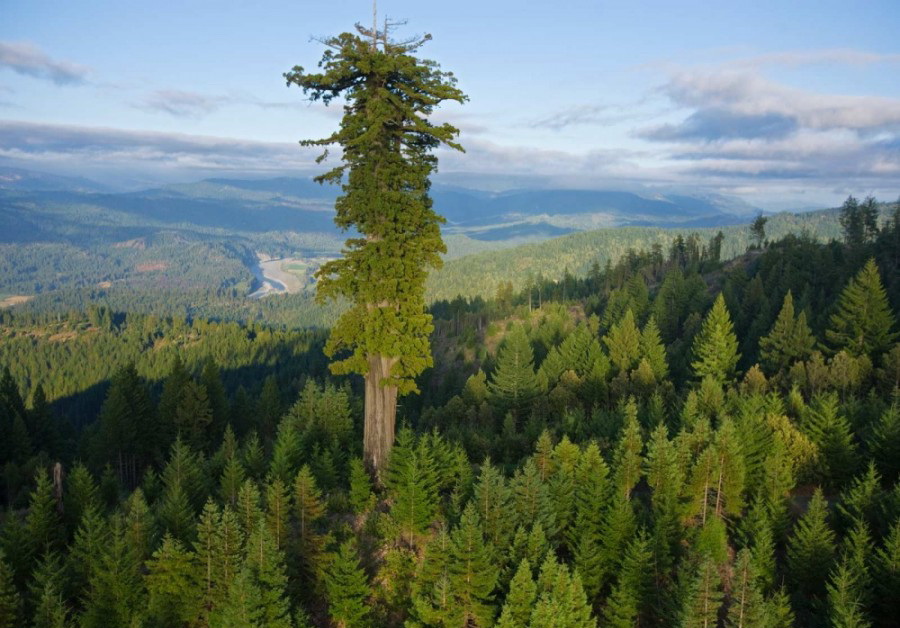 2. Гіперіон – найвище дерево на Землі. Його висота - 115,6 метра, його вік майже 800 років.