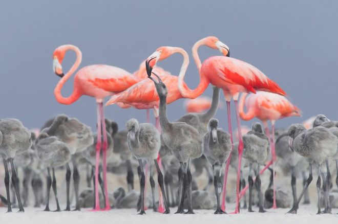 Алехандвро Прієто Рохас отримав головний приз на конкурсі "Фотограф-орнітолог року" за ‎світлину із фламінго, які годують своїх пташенят неподалік рибальського села Рі-Лаґартос у ‎Мексиці.‎