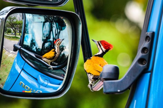 Кельвін Дао зловив у об’єктив цього дятла, що дивиться на власне відображення у дзеркалі ‎вантажівки у Сінгапурі.‎