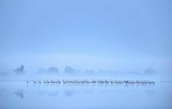 Пьотр Чара сфотографував цих журавлів у болотах долини Одра на заході Польщі.‎