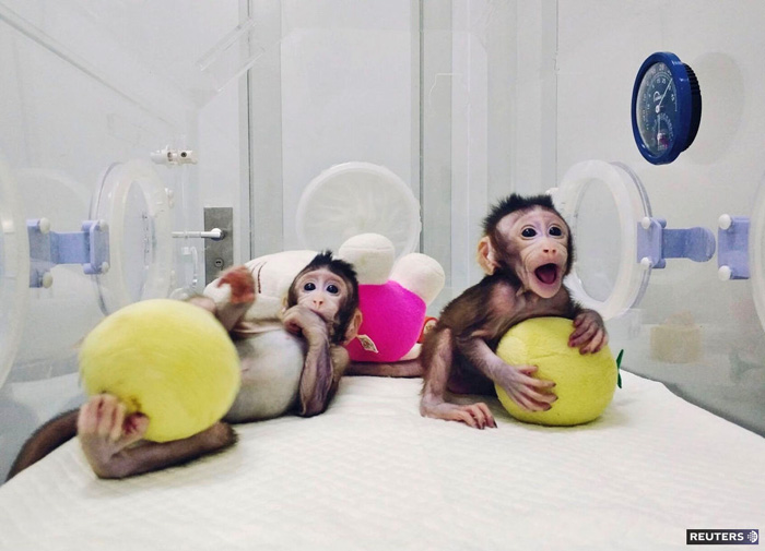 Ці симпатичні макаки — вперше в історії людства клоновані примати — потужний прорив китайських учених у світову нейробіологію. Фото з сайту news.cgtn.com