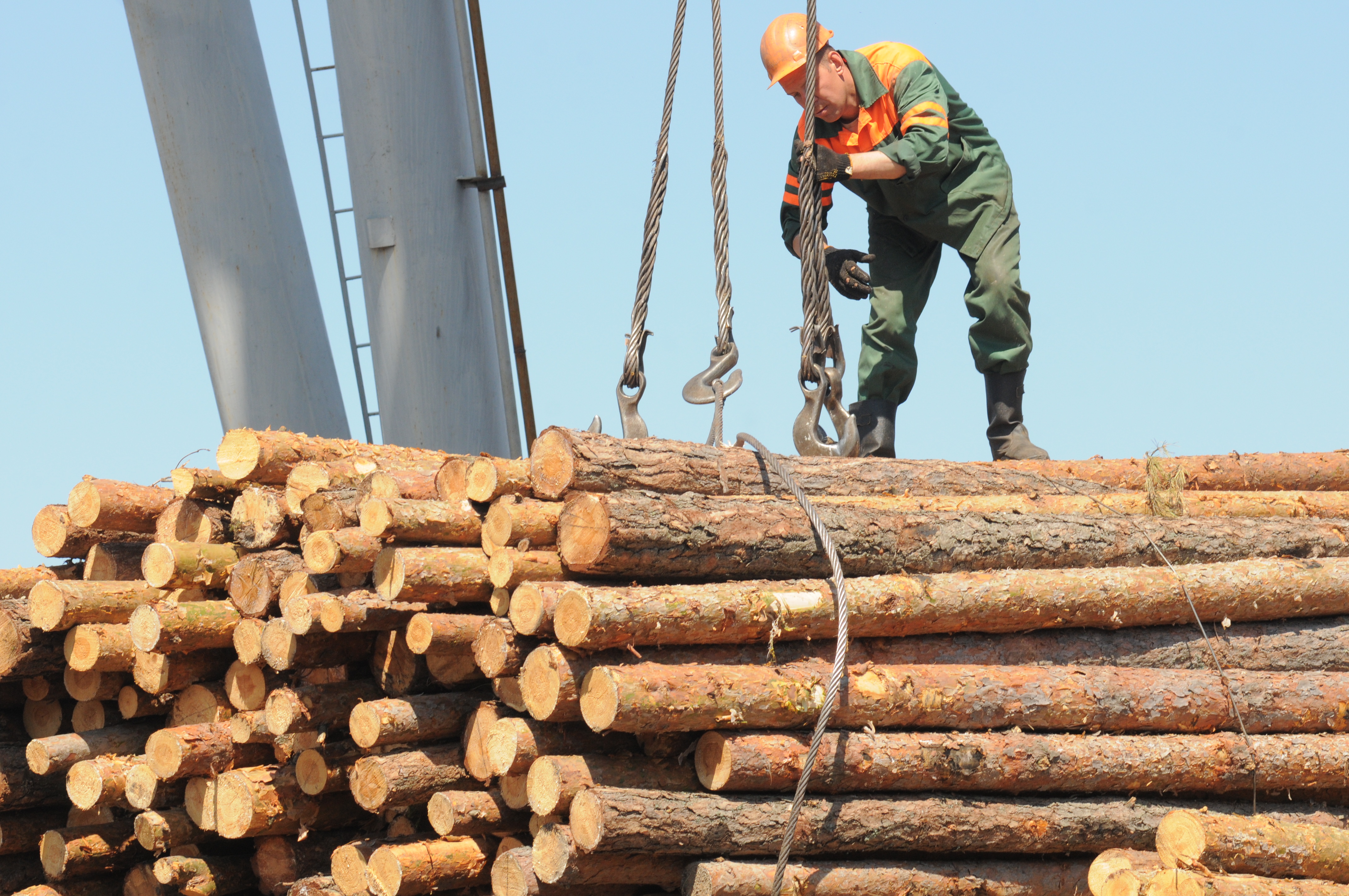 Прем’єр ініціював ретельні перевірки всіх лісгоспів країни і наголосив, що усі, причетні до незаконних вирубок та вивезення деревини, понесуть відповідальність