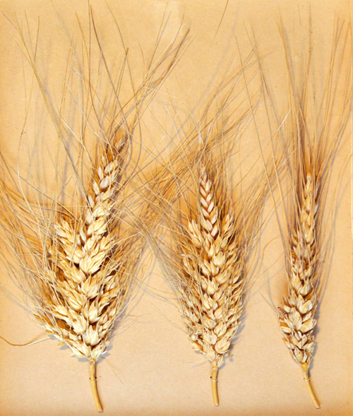 Легендарну гіллясту пшеницю, як і десятки інших див, нібито створених лисенківцями, громадяни СРСР змогли побачити лише на красивих картинках