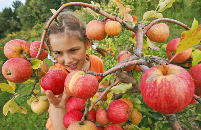 Напрочуд духмяні яблука вродили цього року! Фото з сайтів itinery.com.ua та wordpress.com