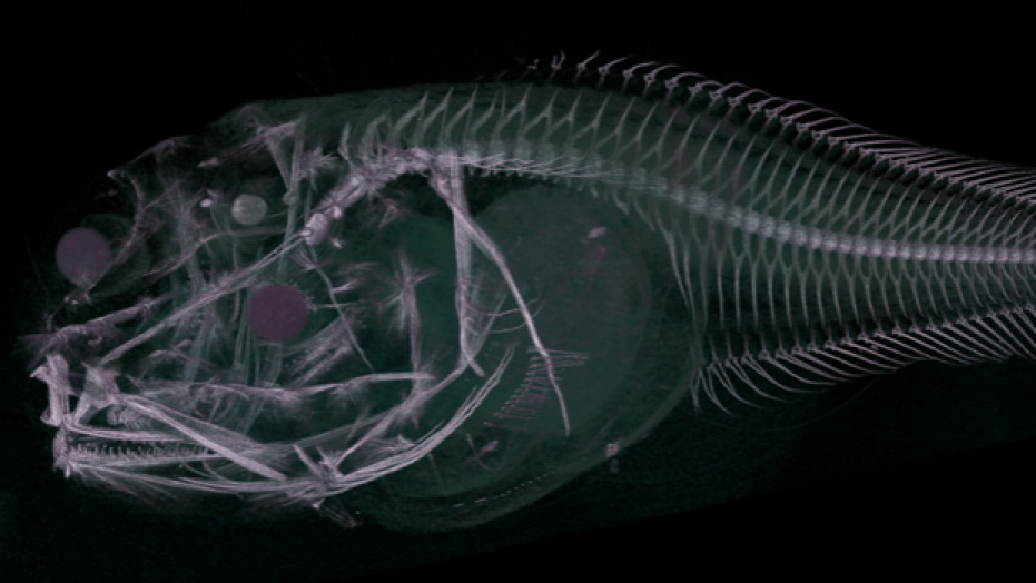 КТ-сканування знайденої риби Атакама, яку нещодавно виявили в траншеї Атакама. (Університет Ньюкасла)