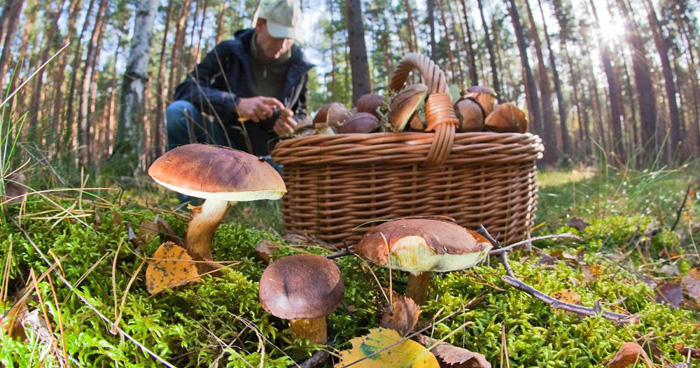 Сподіваємося на добрий врожай грибів нинішньої осені. Фото з сайту atelierdecriture-senlis-contamin.blogspot.com