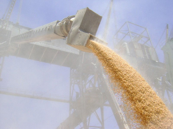 Цьогоріч якість українського зерна набагато краща за російське, що надає неабиякі переваги для експорту на зовнішньому ринку. Фото з сайту agrovesti.net