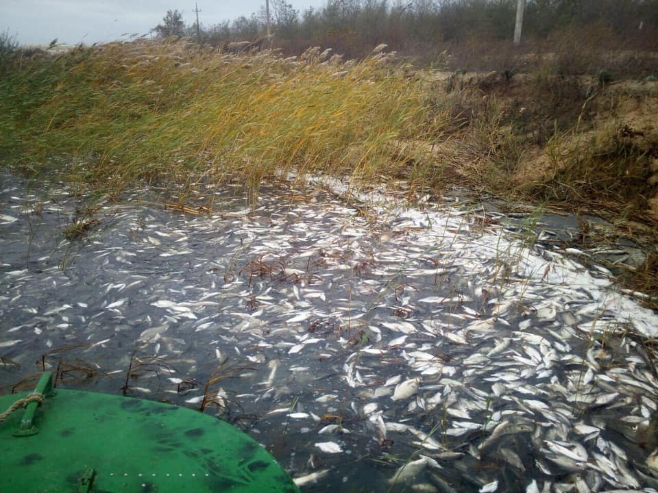 Загибель водних біоресурсів зафіксували співробітники рибоохоронного патруля.