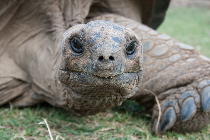 Сейшельська гігантська черепаха (Фото: Peter Steward / Flickr.com)