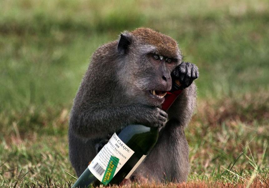 Великі мавпи їдять ферментовані фрукти та навіть п'ють пальмове вино, вироблене людьми. Вони часто крадуть у людей недопиті алкогольні коктейлі, вино чи пиво 