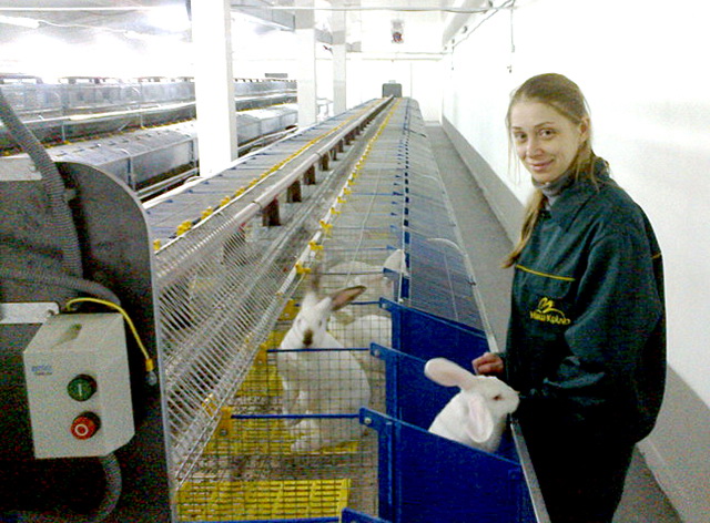 На кролефермі впроваджено новітні технології вирощування кролів. Фото з сайту umanschyna.in.ua