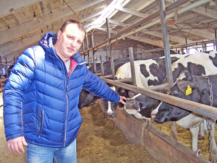 Фермер-початківець Микола Шапаренко біля своїх племінних корів, кожна з яких щодня дає 24 й більше літрів молока. Фото автора