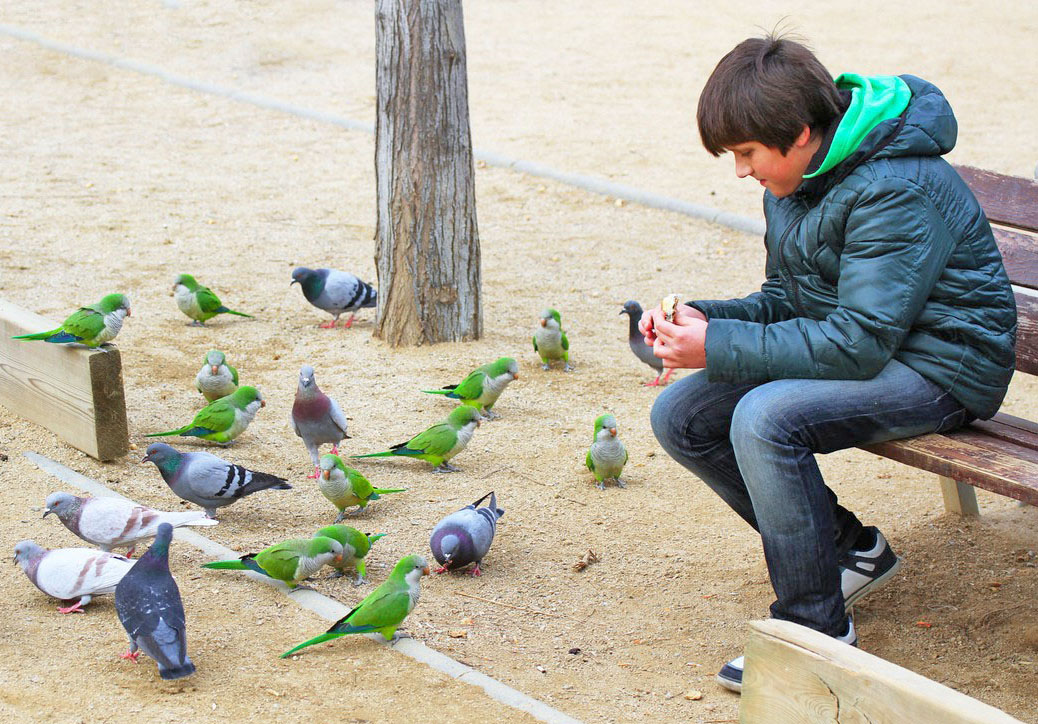 Папуги Крамера в парку Леопольда в самісінькому центрі Брюсселя. Фото з сайту vc.com