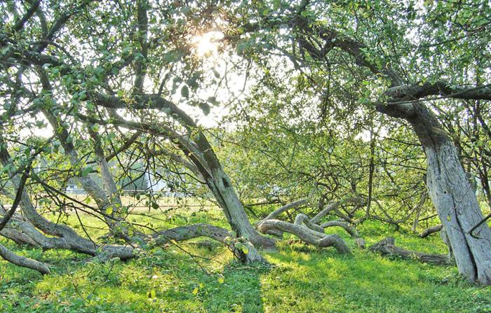Яблуня-колонія у Кролевці — диво, подібного якому немає у світі. Ілюстрація з сайту ogorodniki.com