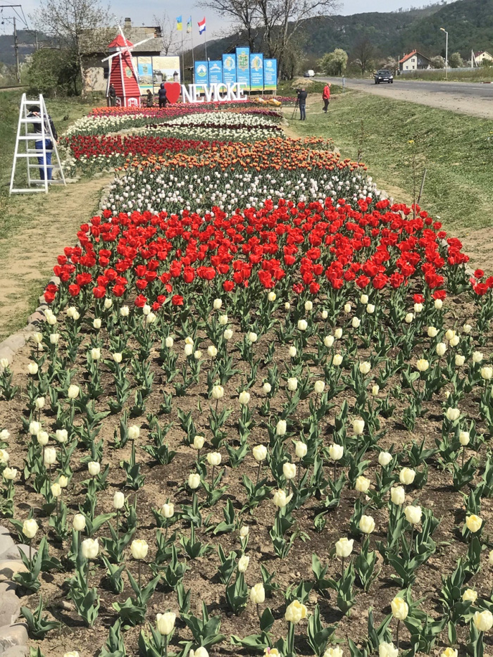 Клумба з 10 тисячами тюльпанів — рекордсменка на Закарпатті. Фото з сайту zik.ua
