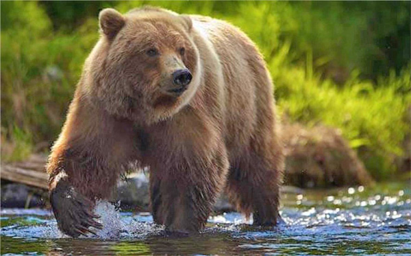 Лісівники дбають про карпатських ведмедів, яких і підгодовують, і лікують, якщо треба. Фото з сайту trostles.com.ua
