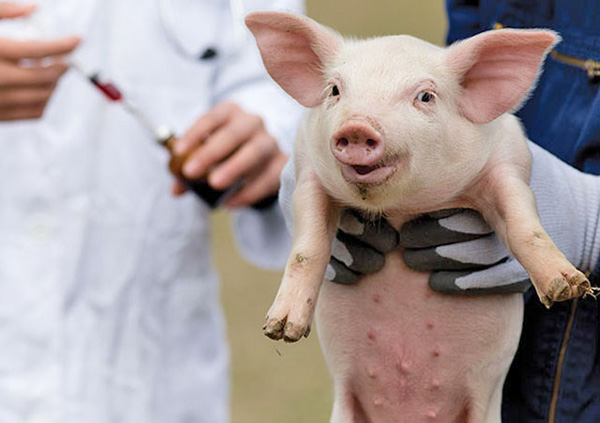 Востаннє кошти з бюджету на заходи із запобігання розповсюдженню збудників інфекційних хвороб тварин надавали у 2014 році. Фото з сайту agropolit.com