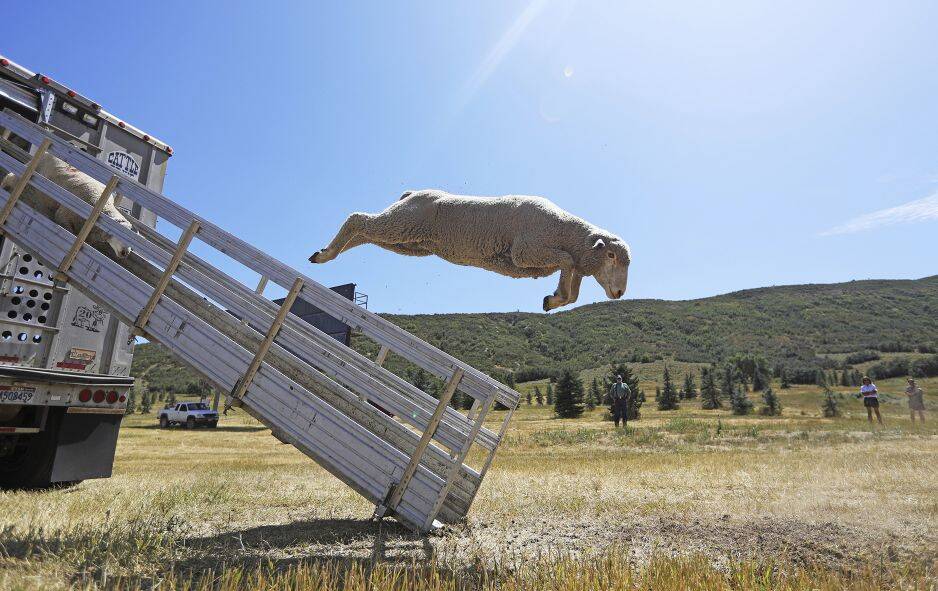 Вівці стрибають з вантажівки, коли вони прибувають на щорічний чемпіонат класичного вівчаря в Мідвеї, штат Юта, 28 серпня 2019 року. AP Photo