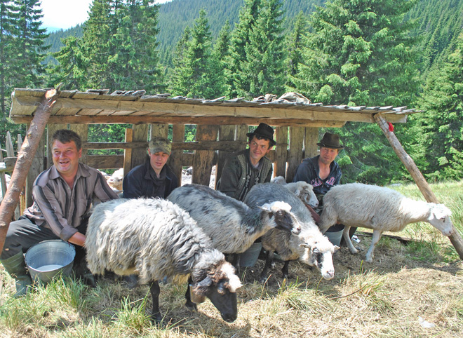 Полонина Балцатул на літо стала місцем роботи рахівських вівчарів. Фото надав автор