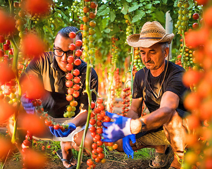 Є багато культур, які можна вирощувати виключно у малих господарствах. Фото з сайту dreamstime.com
